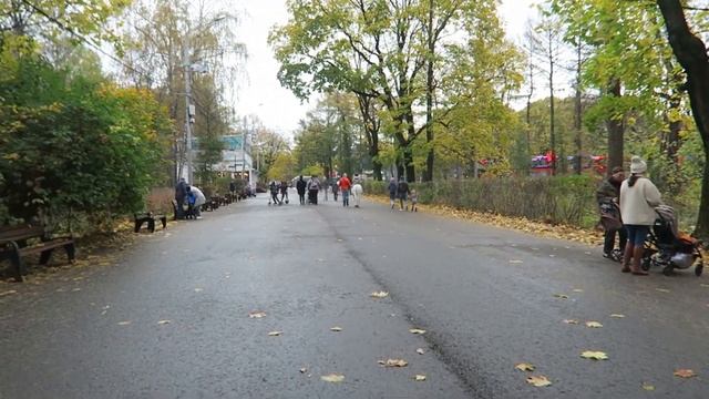 Гуляю с моделью. Канада встречай - свитер для киски! смотреть онлайн