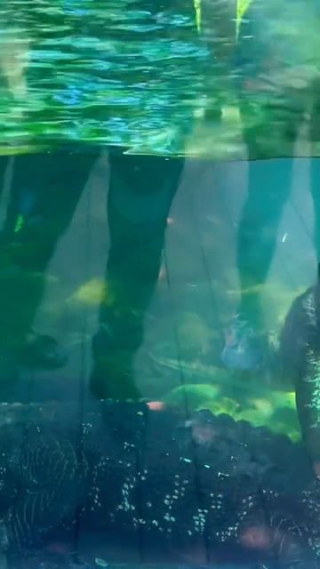 Alligators Looks Like Crocodile