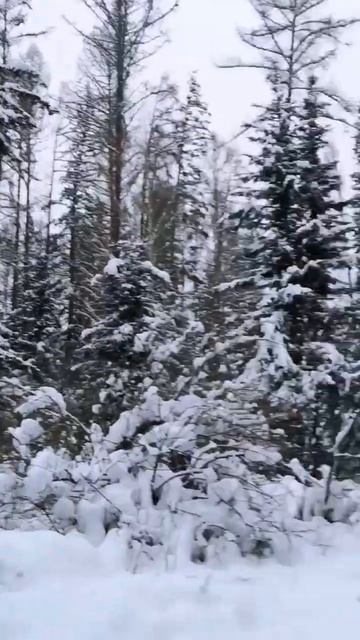 здесь видео-прогулки на природе 🌲 леса, сосны, лиственницы и горы) и мы с собачкой смотреть онлайн