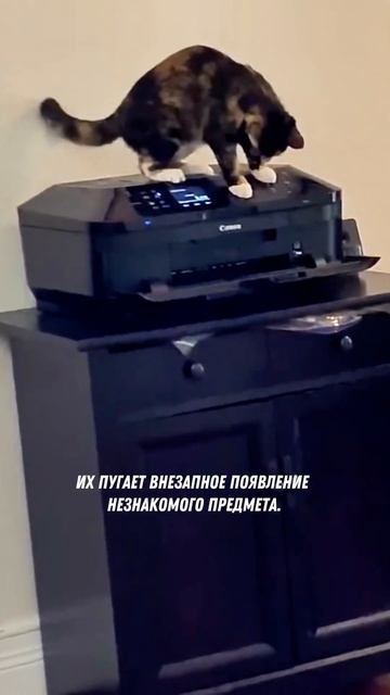 Вся правда о кошках и огурцах #кошки #огурцы #котейка #котя #коты #кот смотреть онлайн