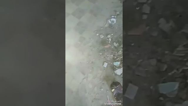 Клип МоЙ БрАтАн ТиГр