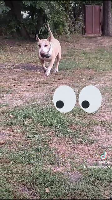 Просто бультерьер без поводка на встречу