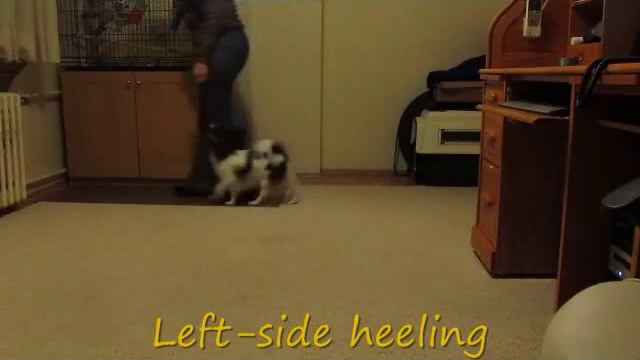 Dash's Graduation Video - Silvia Trkman's 