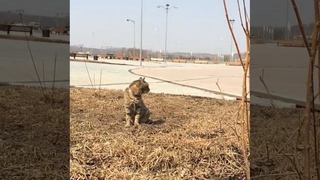 Кошка Матроска из Владивостока