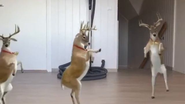 Reindeer dance смотреть онлайн
