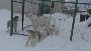 Добрый Папка Алабай