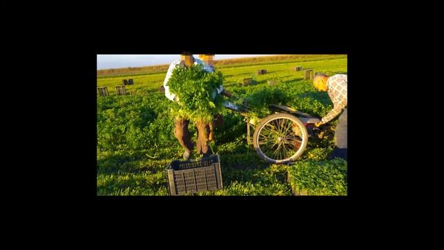 Herb harvester смотреть онлайн