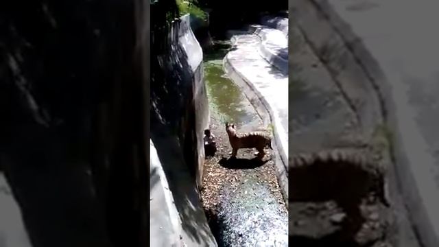 White Tiger kills man in Delhi Zoo caught on camera full video смотреть онлайн