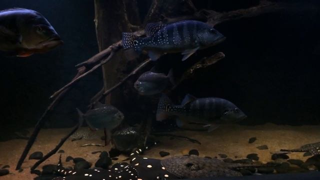 1200 gallon stingray tank смотреть онлайн