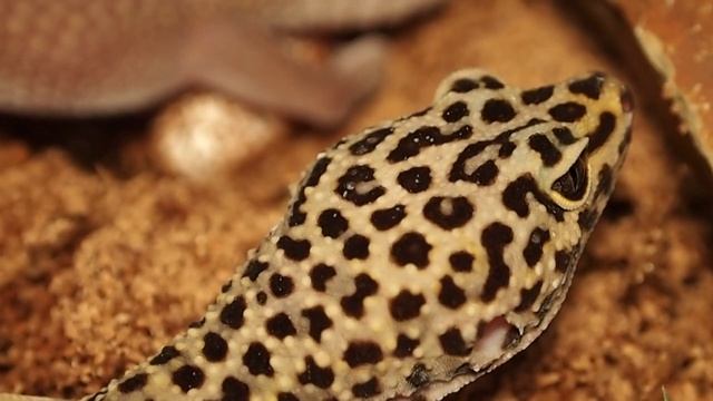 Leopard Gecko Laying Eggs смотреть онлайн
