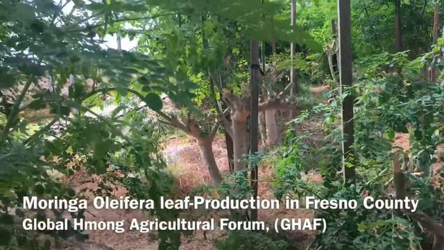 ปลูกต้นไม้ Moringa เพื่อเก็บใบและยอดขาย смотреть онлайн