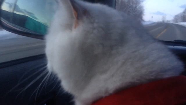 кошка в машине