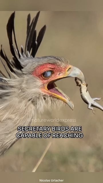 Secretary Bird | The Tyrant Of Both Ground And Sky смотреть онлайн