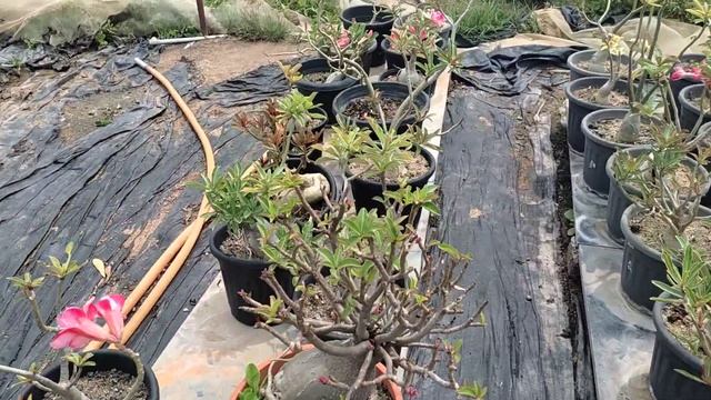 Veriegated leaf Adenium in Hyderabadadeniums | GARDEN MANIA WITH MOHAN |Hyderabadadeniums смотреть онлайн