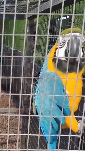 #somethingrare#macaw#bird#pet#karshikamela#carithas#trending#viral#shortsfeed#youtubeshort#subscrib смотреть онлайн