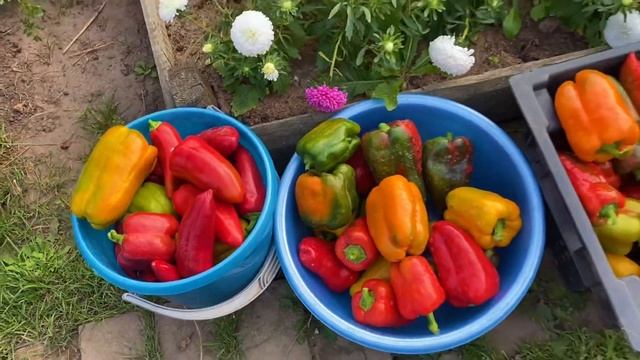 Супер урожай перца+совет по выращиванию. 2022 смотреть онлайн