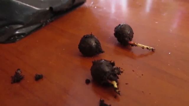 Como Germinar Semillas De Roble Americano Quercus Rubra