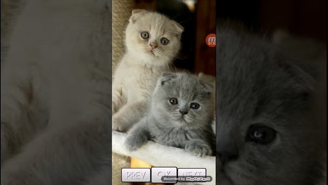 Няшні картинки котят смотреть онлайн