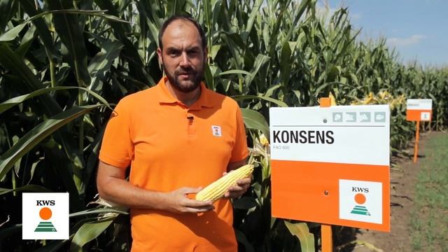 KWS hibridi kukuruza ‒ Konsens смотреть онлайн