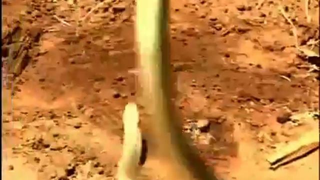 Steve Irwin Vs. Black Mamba смотреть онлайн