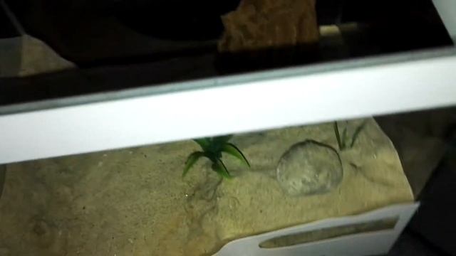 Temnothorax Nylanderi смотреть онлайн