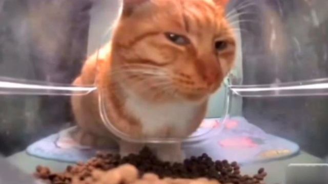 Cat Staring at Camera with Foo Fighters song смотреть онлайн
