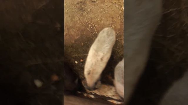 Вьетнамские свинки удевляют