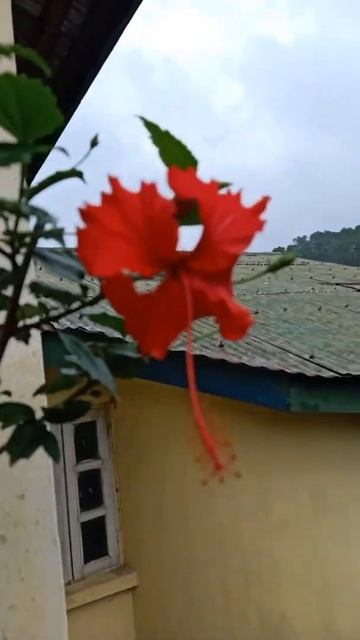 My 3rd shade of Red Hibiscus Bloomed//Beauty of Hibiscus|| Fahmida's Gardening#Shorts смотреть онлайн