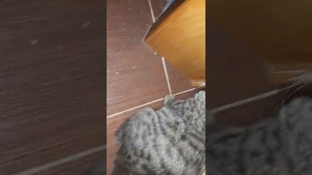 Кашачьи россказы😺😸💜💝💖 смотреть онлайн