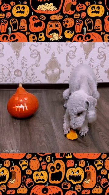 Собака ест тыкву. Хэллоуин. #halloween #хэллоун #тыква