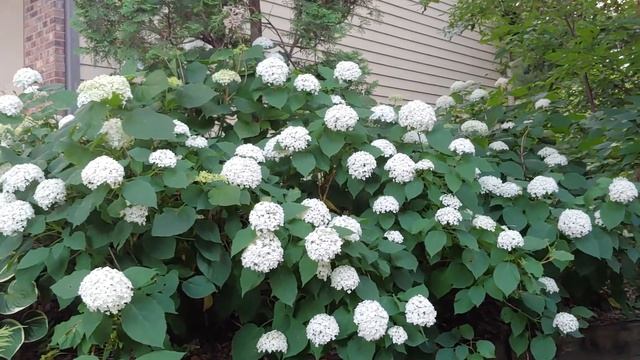 5 Best Shrubs For Creating A Stunning Living Fence & Boost Privacy! 🌼🌸🌿 best fence plants смотреть онлайн
