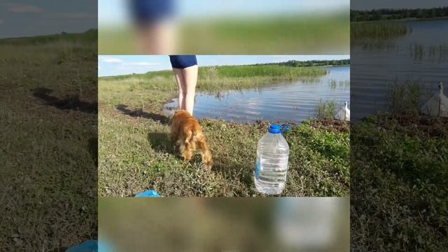 Поход с собакой. Спаниель впервые плывет. смотреть онлайн