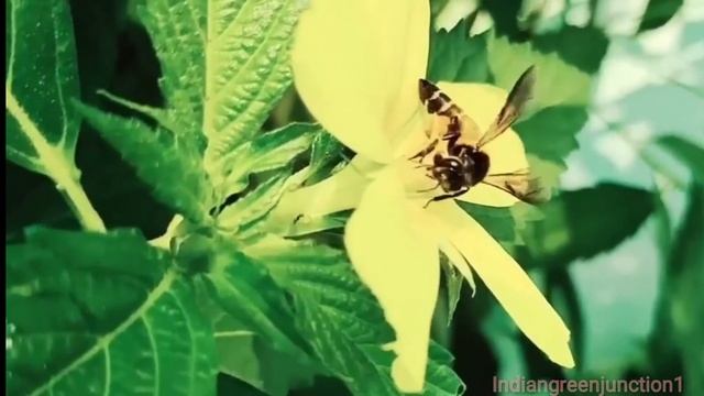 How Bees Collect Honey From Flowers #shorts✿🐝#indiangreenjunction1#honeybee