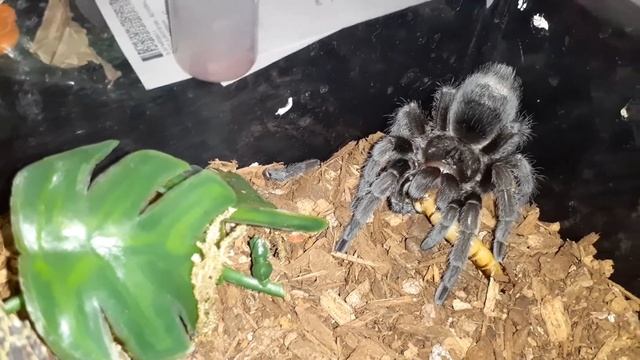 Feeding My Grammostola Pulchra( Brazilian Black)