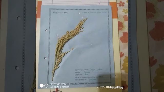 Herbarium file of rice, tulsi, neem and hibiscus🌺 смотреть онлайн