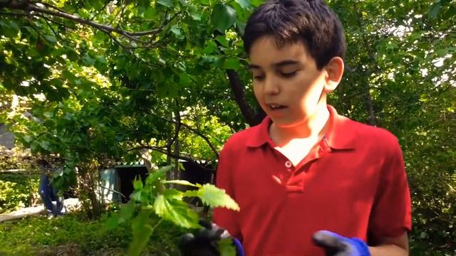 Всё про крапиву 🌿 смотреть онлайн