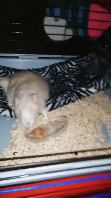 21 мая 2020 г. смотреть онлайн