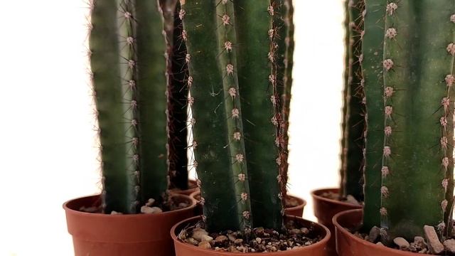 Cereus forbesii смотреть онлайн