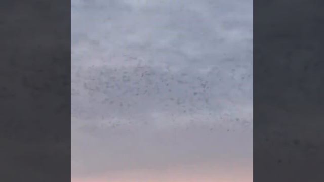 Starling Murmuration смотреть онлайн