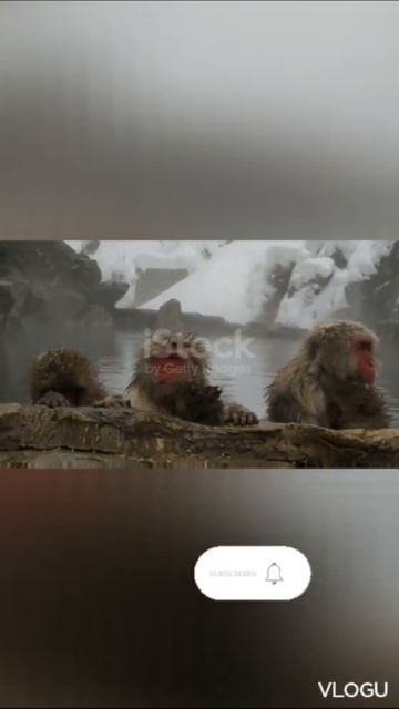 monkey||#shotrs #youtubeshorts смотреть онлайн