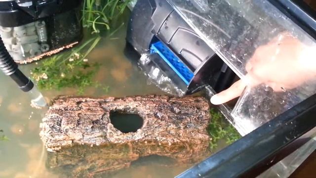 Turtle Life: Filters, Water Levels, and Algae смотреть онлайн