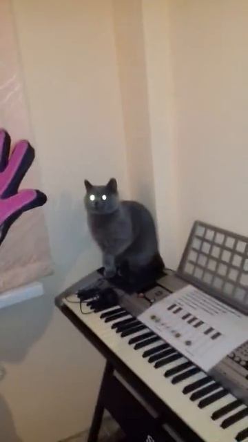 Приколы с котами и кошками. "Дай пять". Чесалка для кошки. смотреть онлайн
