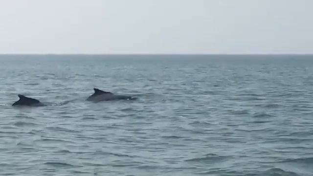 Dolphin Watching In Goa | Dolphin Show By Boat