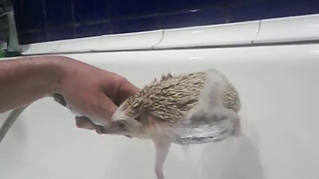купание ежа смотреть онлайн