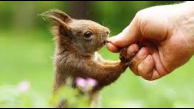 Mughal King Chengiz Khan Documentary in Urdu/ Hindi Part Parat(1) смотреть онлайн