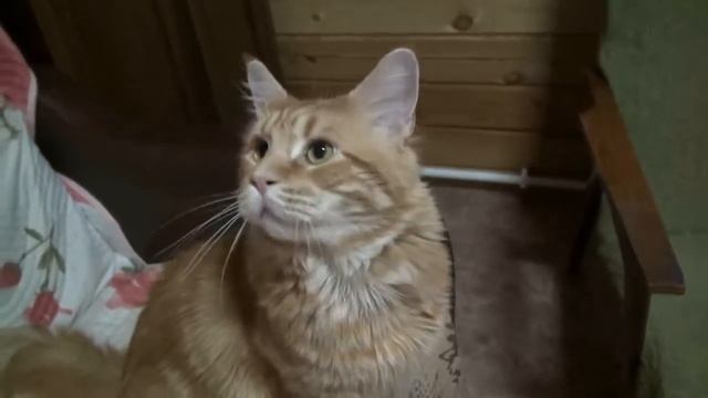 Персей Питомник Ассорти кун смотреть онлайн