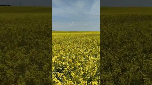 Рапсовое поле. Анютка любит бегать по полям☘☘☘ смотреть онлайн