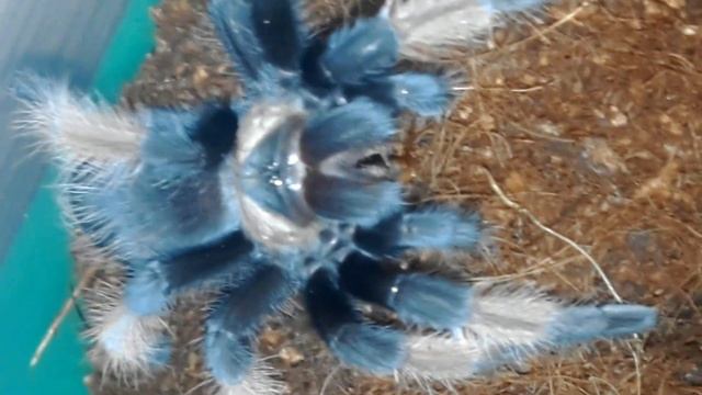 Tarantula Feeding Video 065 - Brachypelma emilia смотреть онлайн