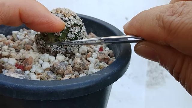 선인장 씨앗 채취하기(mammillaria Hernandezii) смотреть онлайн