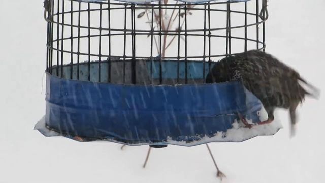 Starlings On Erva Bluebird Feeder 2.1.21
